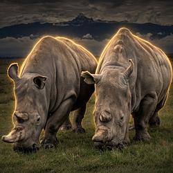 Rhinos / SOL