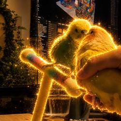 lovebird / BNB