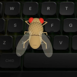 FLYK / GOOGLx