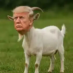 GOTUS