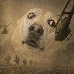 PTSD / BNB
