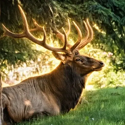 BRUISER
