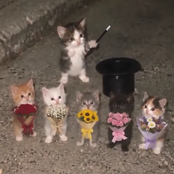 wifCats