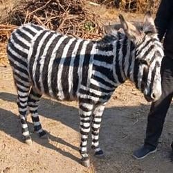 DONKEY