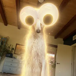 fomodog / SOL