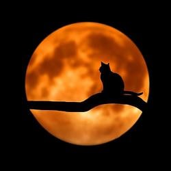 MOONCAT