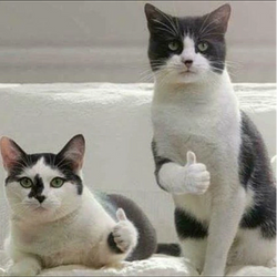 MAOS