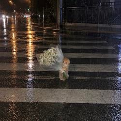raindaisycat