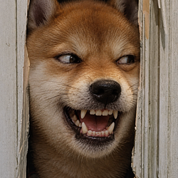 SHINU