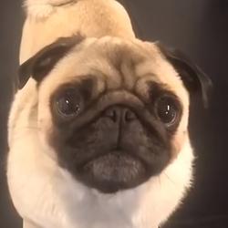 Lola