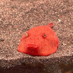 PUFFERBRO / SOL