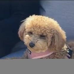 coco