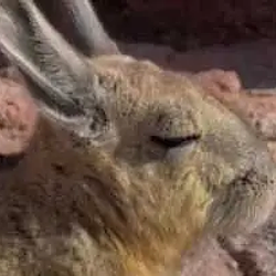 VISCACHA