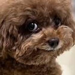VIRALDOG
