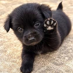 BDOG