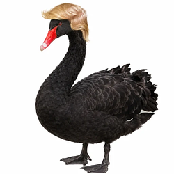 BlackSwan