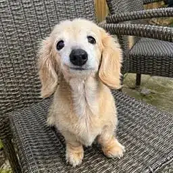 Teddy