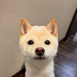 MOCHI / SOL