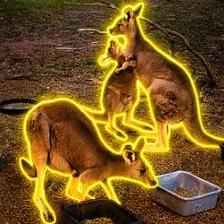 KANGAROO / SOL