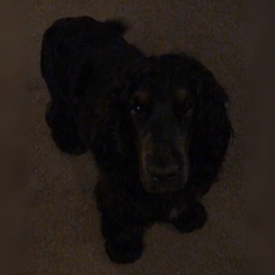holly