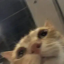 OGGGGG