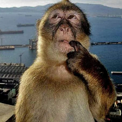 monkey