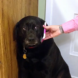 calldog