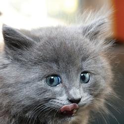 CAT AID / SOL