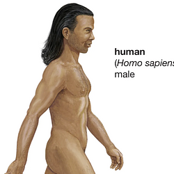 SI