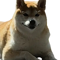 CHEEMS