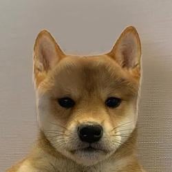 DOG / SOL