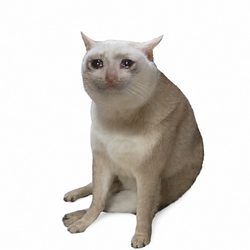 CASHCAT
