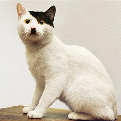 KATZE