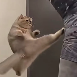 Kungfu