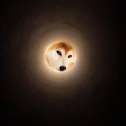 MoonInu
