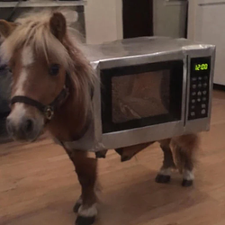 horse