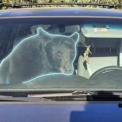 BEAR / SOL