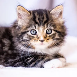 padcat
