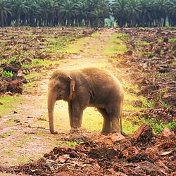 Borneo Elephant logo