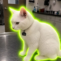 Vlad