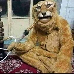 lionbitch