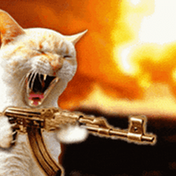 catwithgun