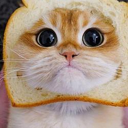 $TOAST / SOL
