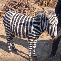 ZONKEY