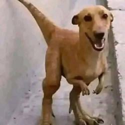 T-RexDog