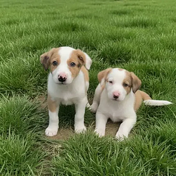 Crimedogs