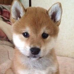 ShiBax