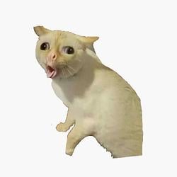 COUGHCAT / USDC