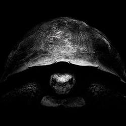 the tortoise logo