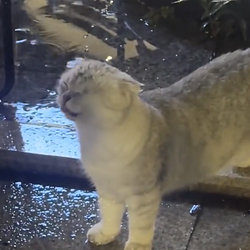 raincat